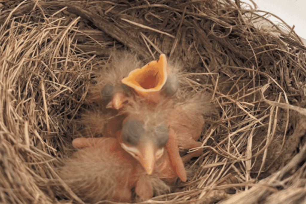 Three baby birds with closed eyes sit in a nest, reflecting timeless stewardship principles.