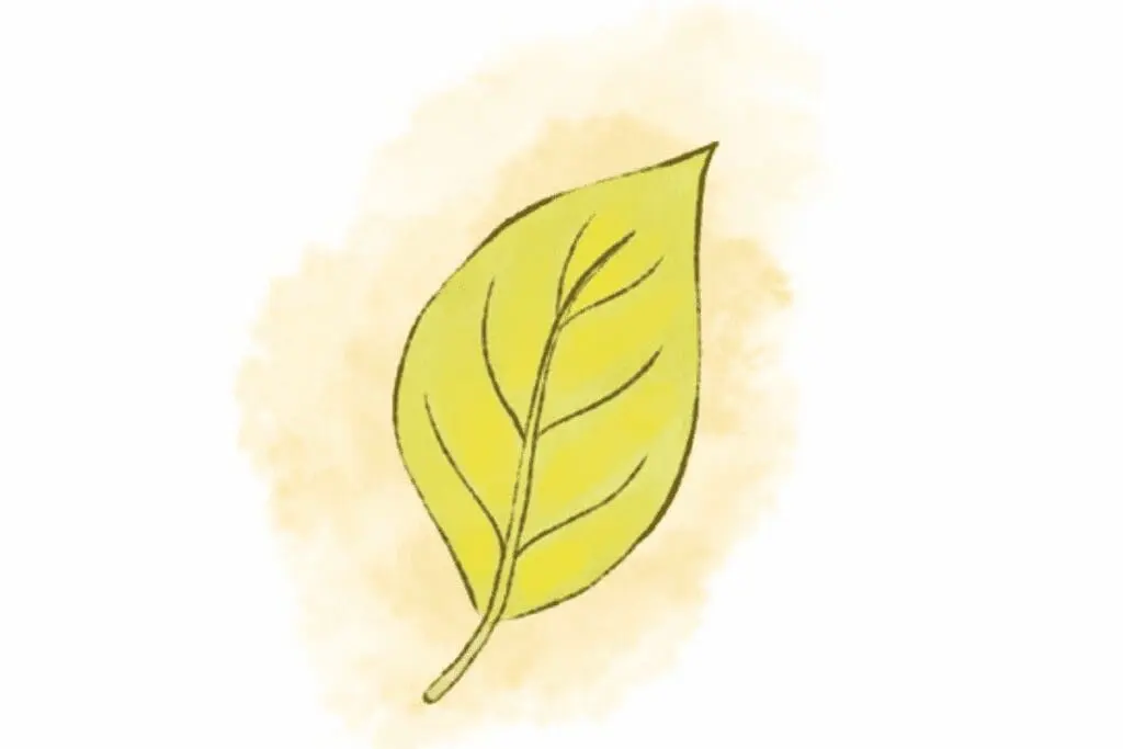 Simple drawing of a yellow-green leaf, perfect for plant care or to fix tired plants.