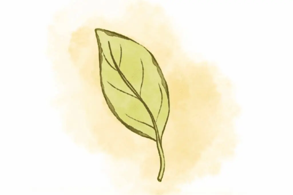 A simple drawing of a green leaf, perfect for plant care guides, on a light watercolor background.