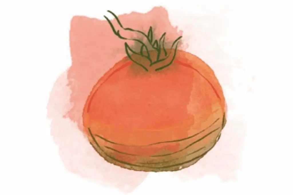 A watercolor illustration of a tomato with green stem, perfect for plant care enthusiasts.
