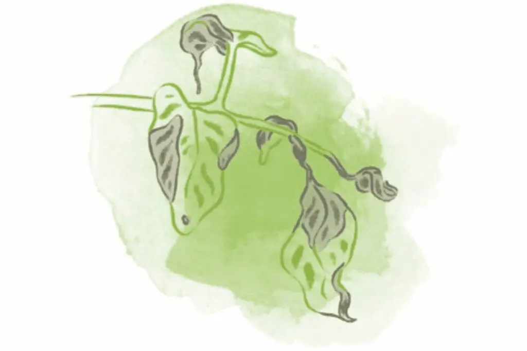 Illustration of tired plants with wilted green leaves and brown spots on a light green background.
