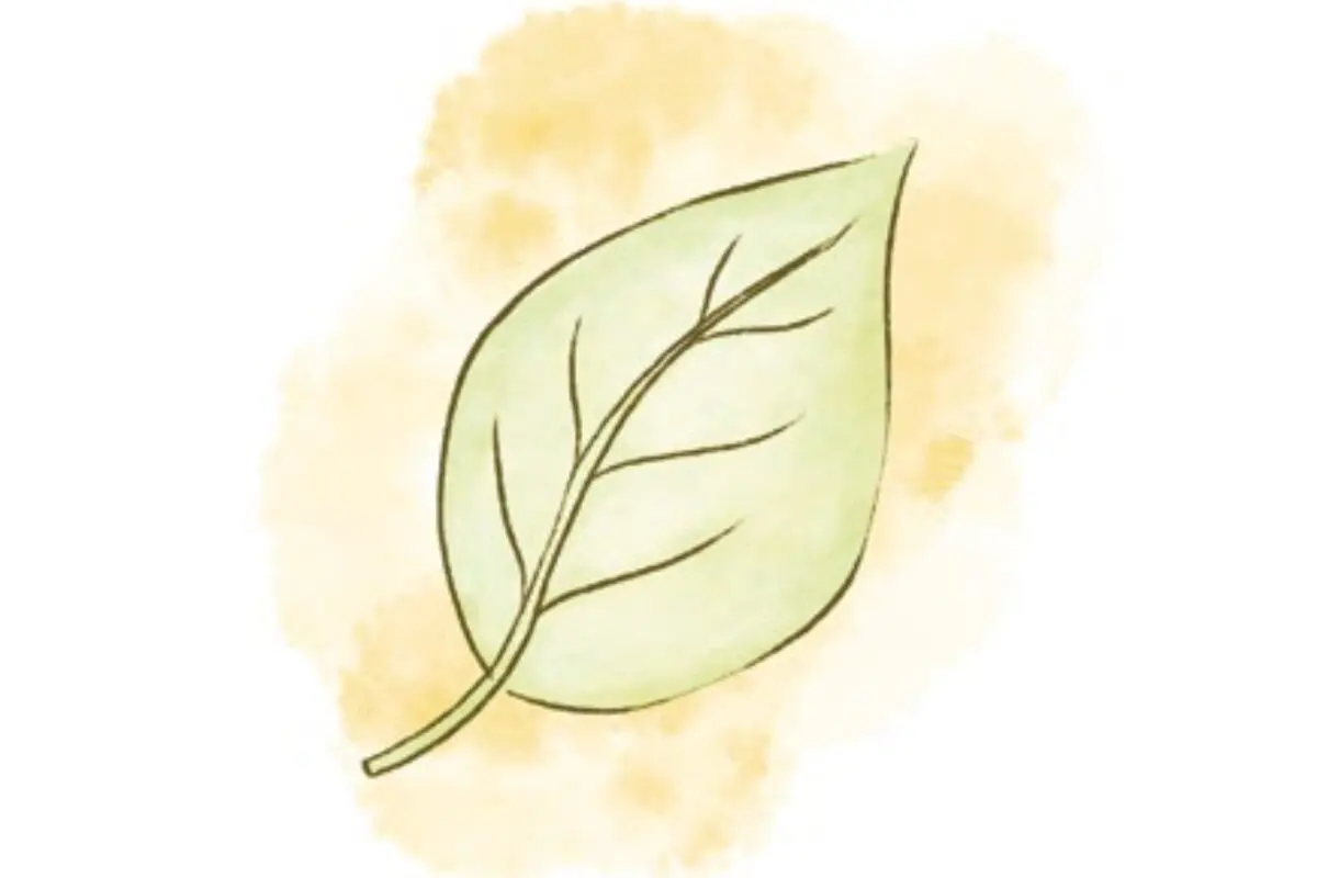 Simple illustration of a green leaf, perfect for plant care or to fix tired plants vibes.
