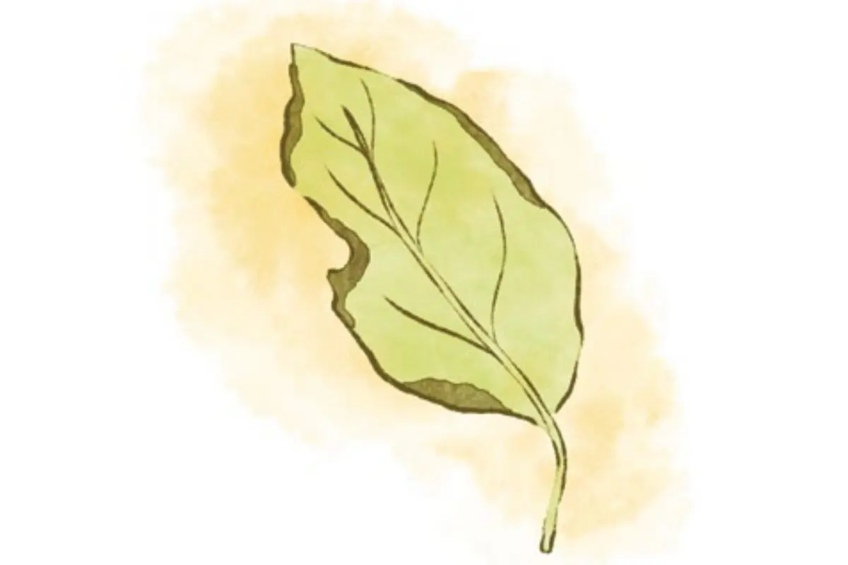 Watercolor illustration of a single green leaf, ideal for plant care or to fix plant problems.