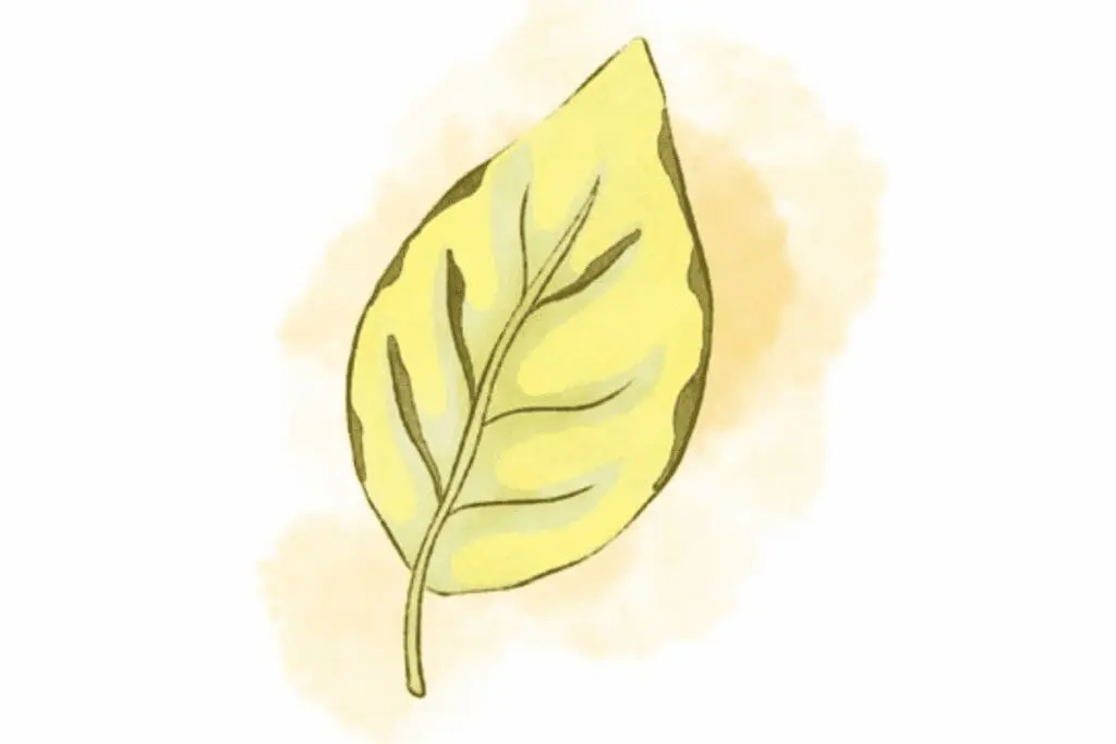 A simple drawing of a yellow leaf with green veins, highlighting plant health.