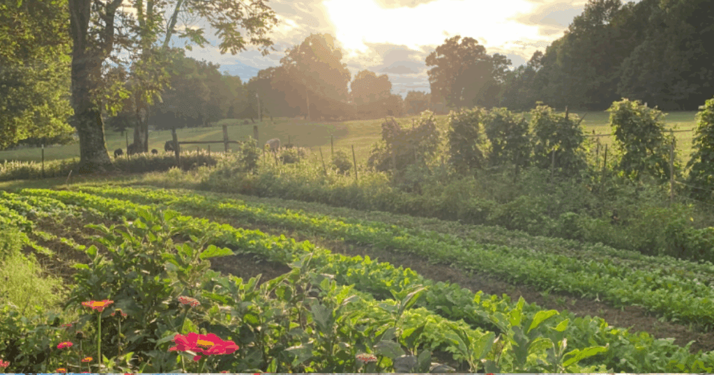 Vegetable garden rows at sunset, behind the scenes of food security