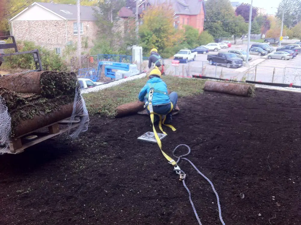 Two workers in safety harnesses unrolling sod, showcasing the benefits of green roofs.