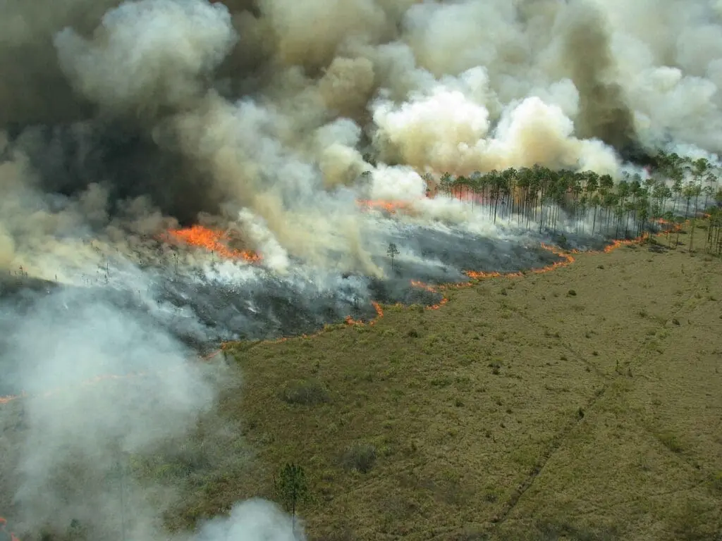 A wildfire burns through a forest, highlighting the need for wildfire prevention efforts.