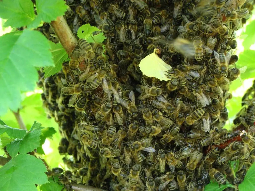 A large swarm of bees, vital to apiculture, clustered on a tree branch with green leaves.