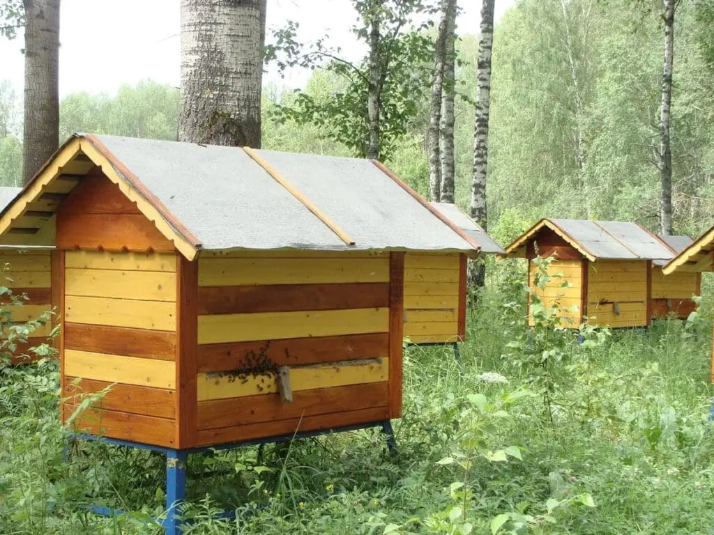 Bee-friendly wooden beehives with bees, nestled among green plants and trees in a forested area.