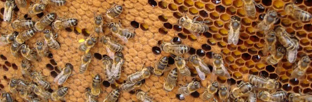 Close-up of many bees on a bee-friendly honeycomb with hexagonal cells.