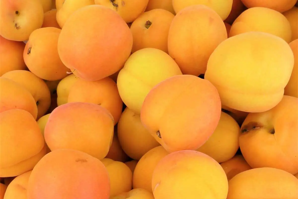 A pile of fresh, ripe apricots beside a plate of homemade cheese.