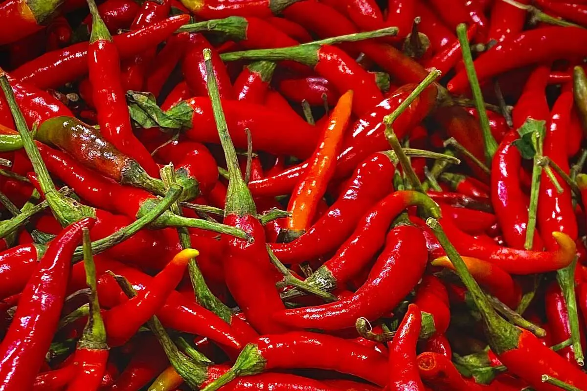 A pile of fresh, bright red chili peppers—perfect to spice up your homemade cheese.