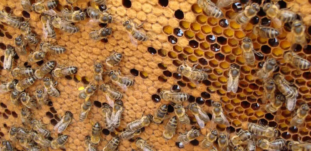 Close-up of honeybees on a bee-friendly honeycomb filled with cells of honey and larvae.