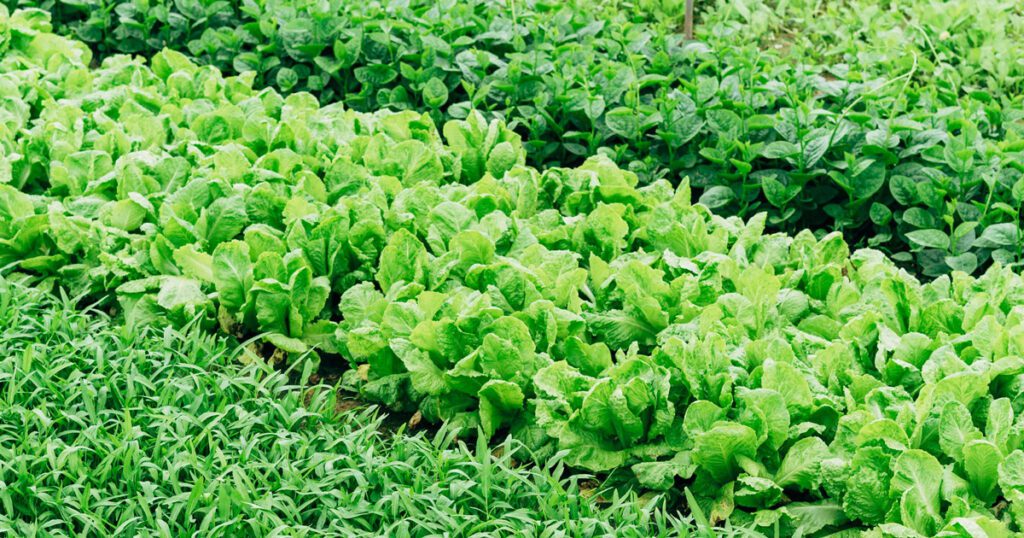 Lush roof top vegetable garden