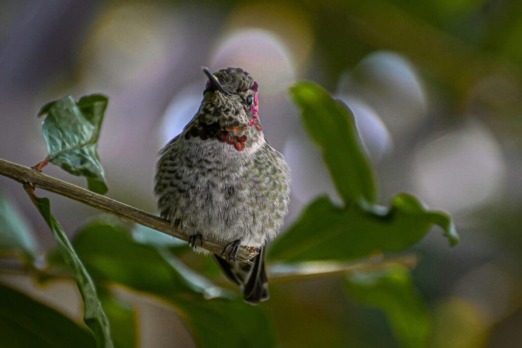 A hummingbird sitting on a branch, with red highlights on its throat and side of its head