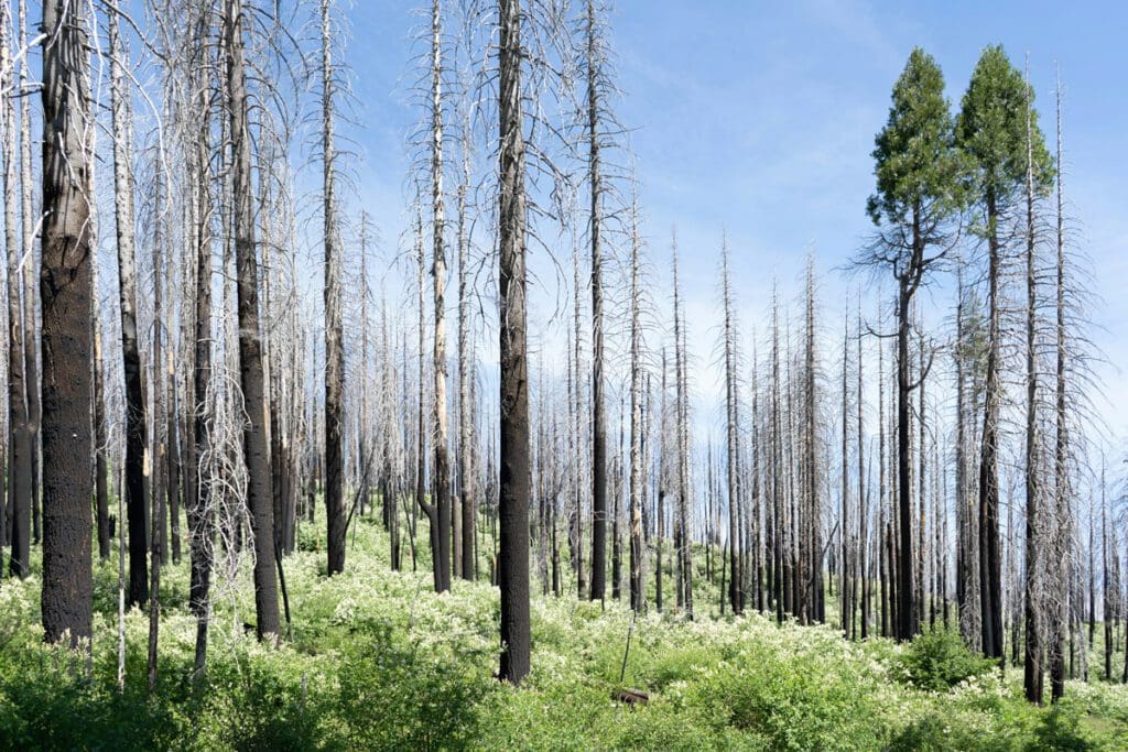 A forest with burned trees and lush undergrowth
