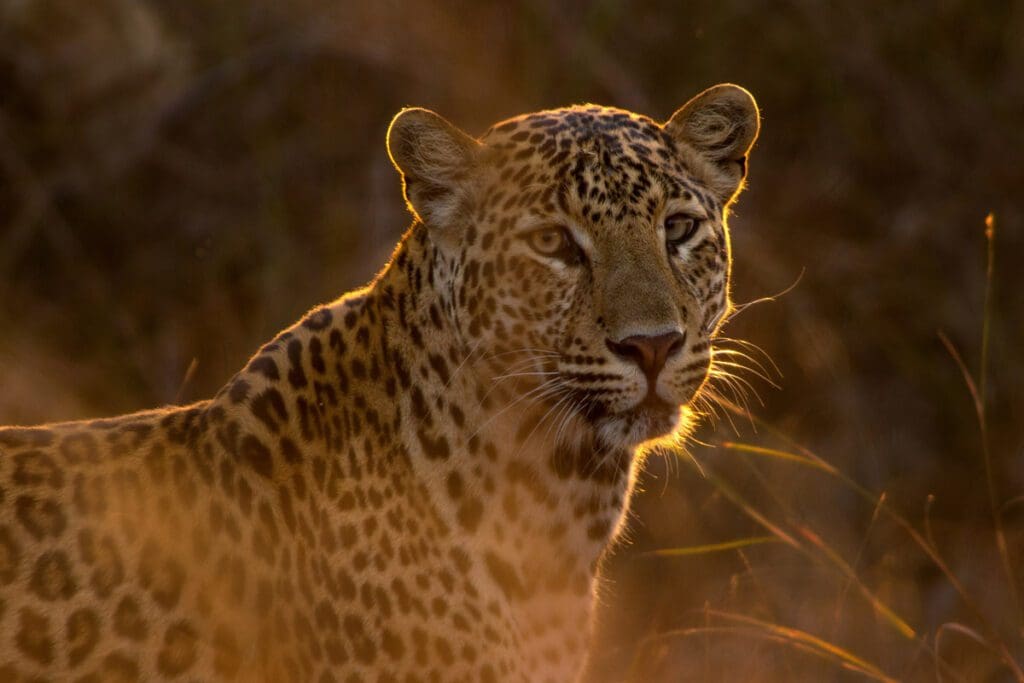 A Jaguar with the sun highlighting its silhouette