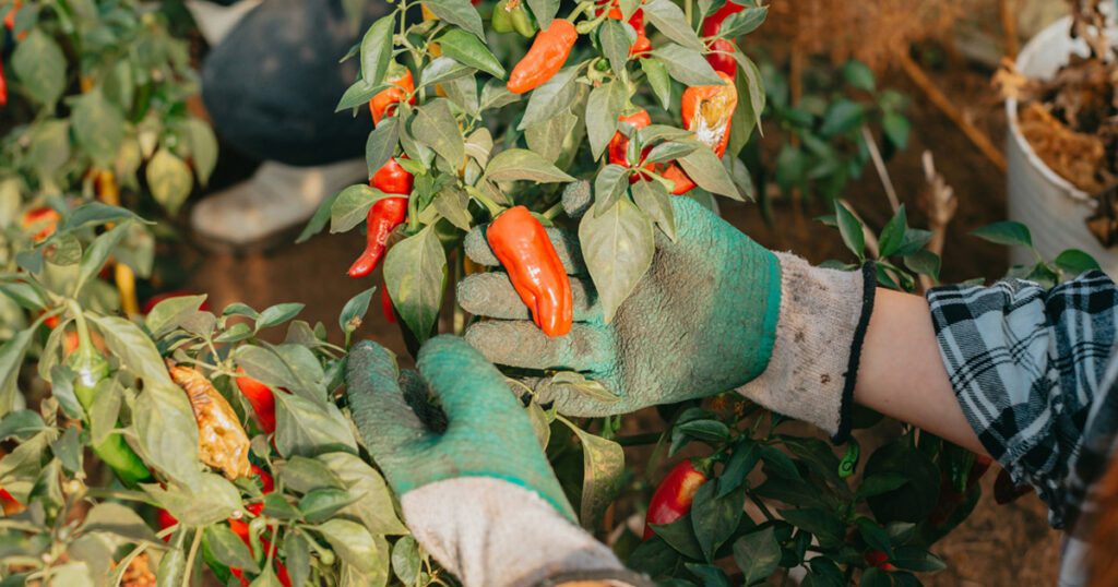 A farmer touching peppers on a pepper plant.