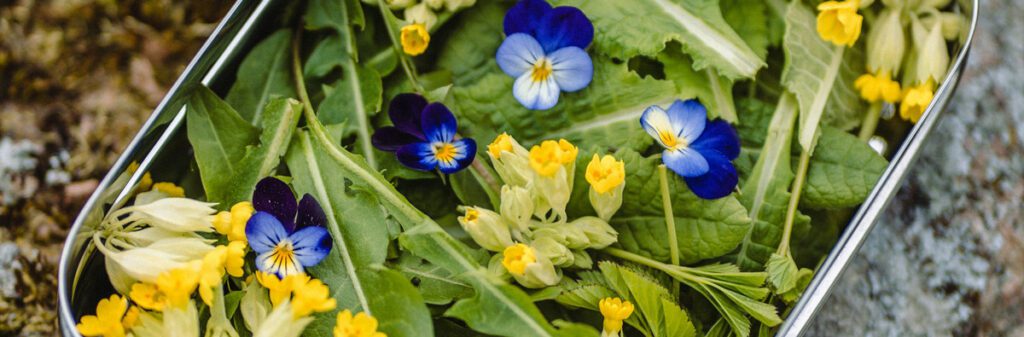 Greens and edible flowers foraged and placed in a large silver tin