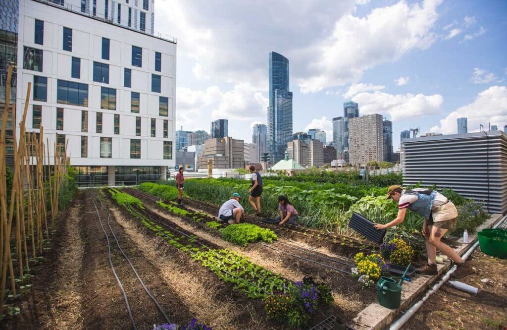 A food roof. Photo Credit: Restoration Gardens, Inc.