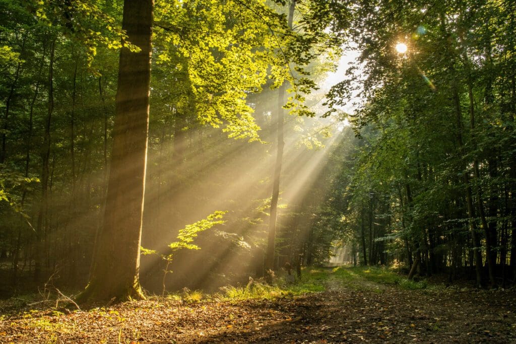 The sunlight peaks through a forest on a sunny day, illuminating a large tree trunk and the grass surrounding it.