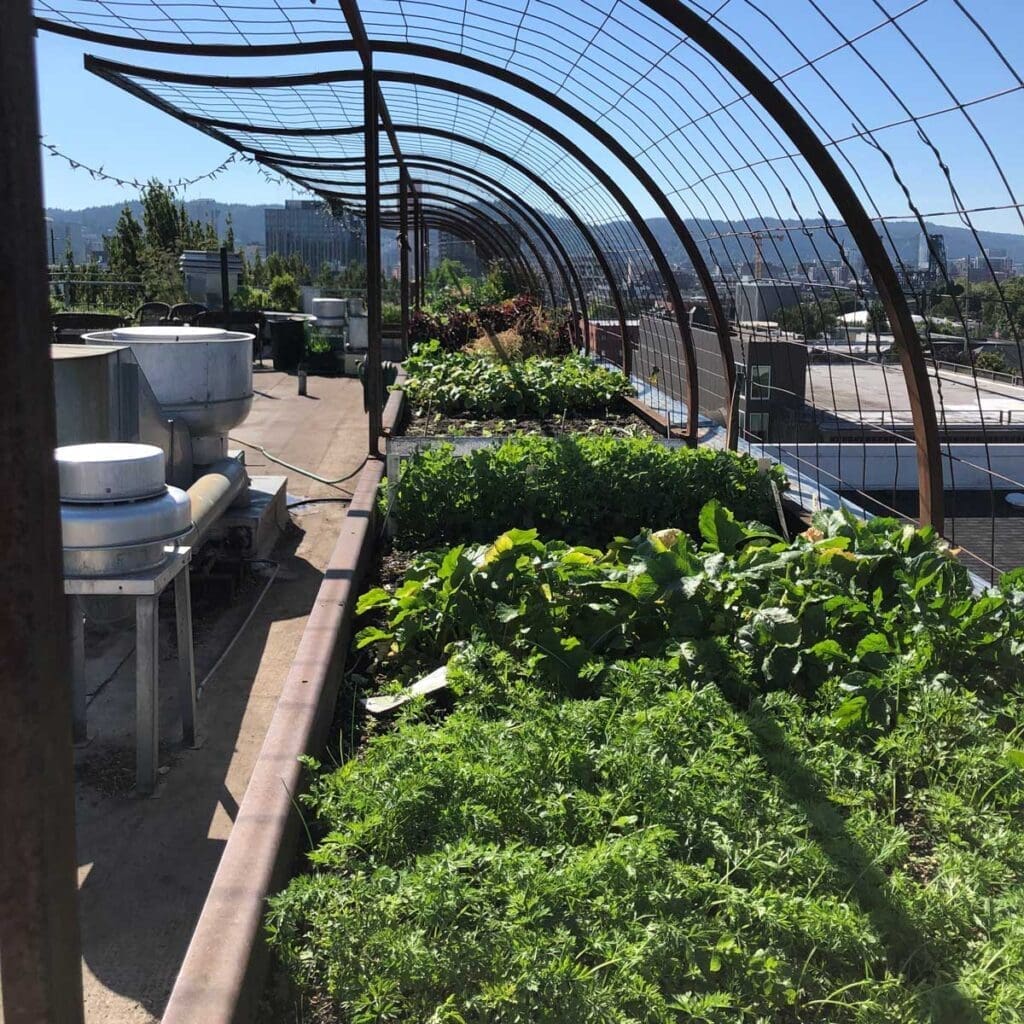 The Noble Rot Restaurant Rooftop consists of a mix of traditional extensive green roofs, raised beds on the roof deck, and perimeter high beds with trellises to support plants.