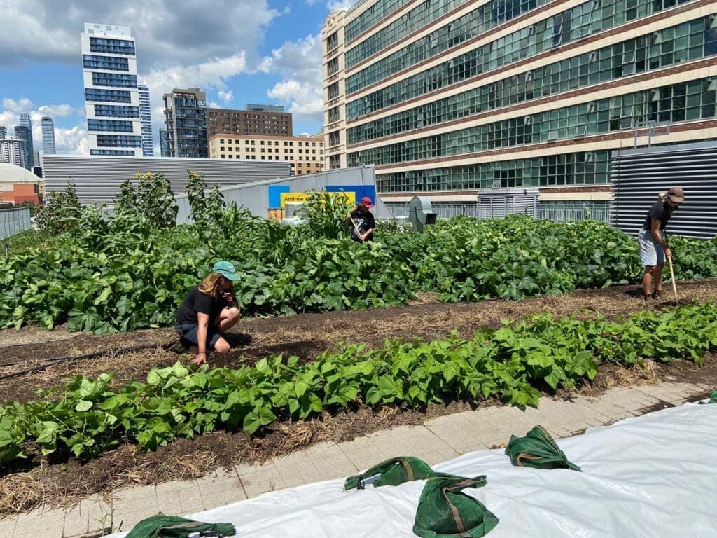 What was once a passive green roof filled with daylilies was converted into a productive space by students at Ryerson University— accomplished, in large part, simply by raking the growing media into mounded rows. Photo Credit: Leslie Doyle