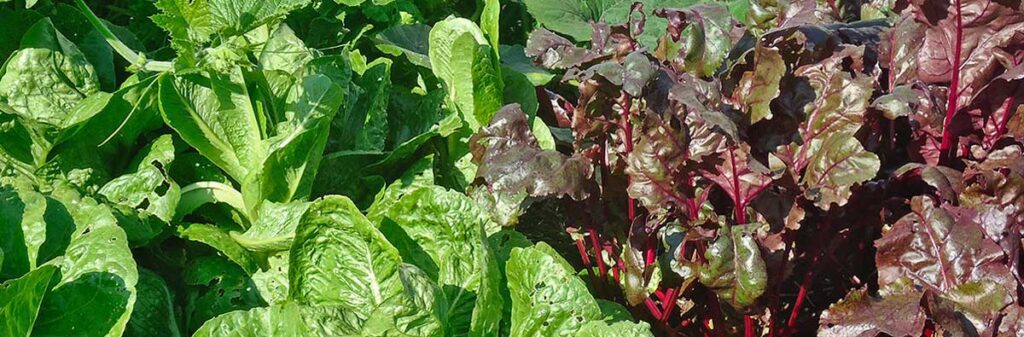 A close-up of a variety of lettuces growing in a garden.