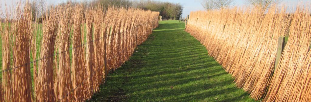 Stacks of wheat in a field.