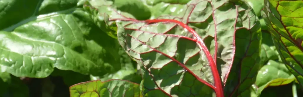 Close-up of leafy greens.