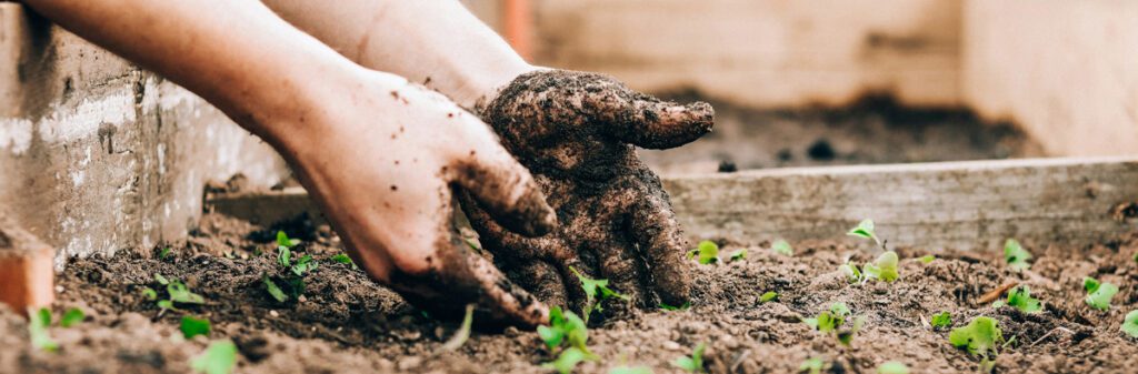 Hands in dirt with some seedlings coming up in a garden.