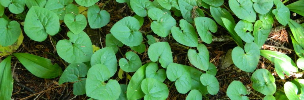 Wild ginger growing from the ground.