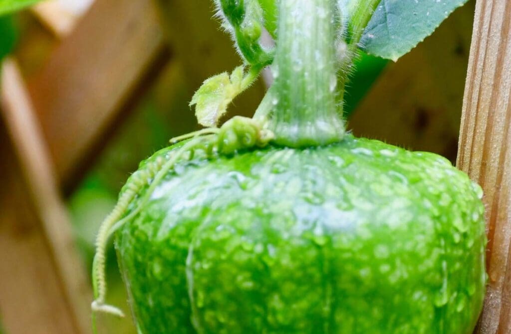 A juicy green vegetable.