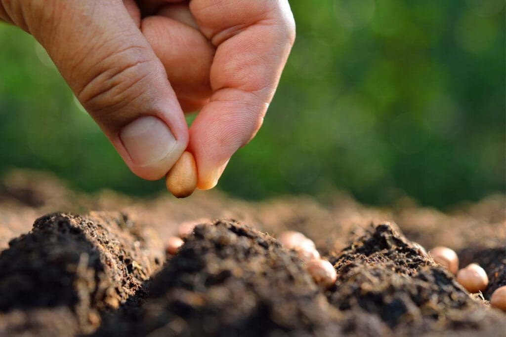 Close-up of a hand pinching a seed between two fingers as the seed is planted among others in rows.