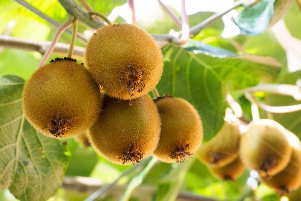 Kiwi fruit growing on a tree.
