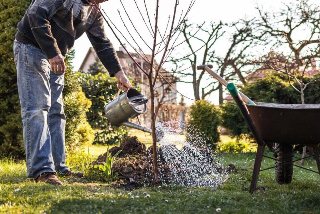 A gardener waters his garden with a metal watering.