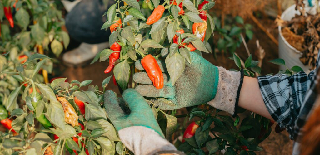 A farmer touching peppers on a pepper plant.