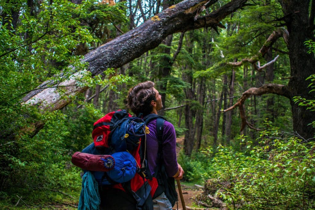 Young male hiking in the forest stops to look up at the trees