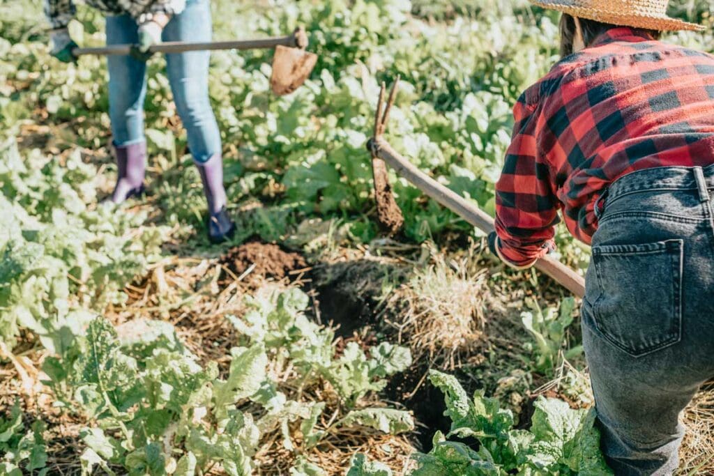 Two farmers weeding a garden.