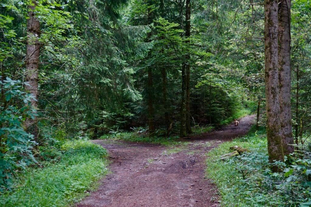 A forest path breaks off in two directions.