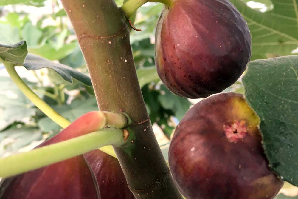Figs growing on a tree.