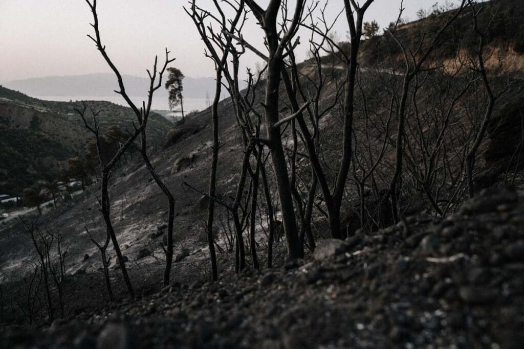 Tree deforestation on hills.
