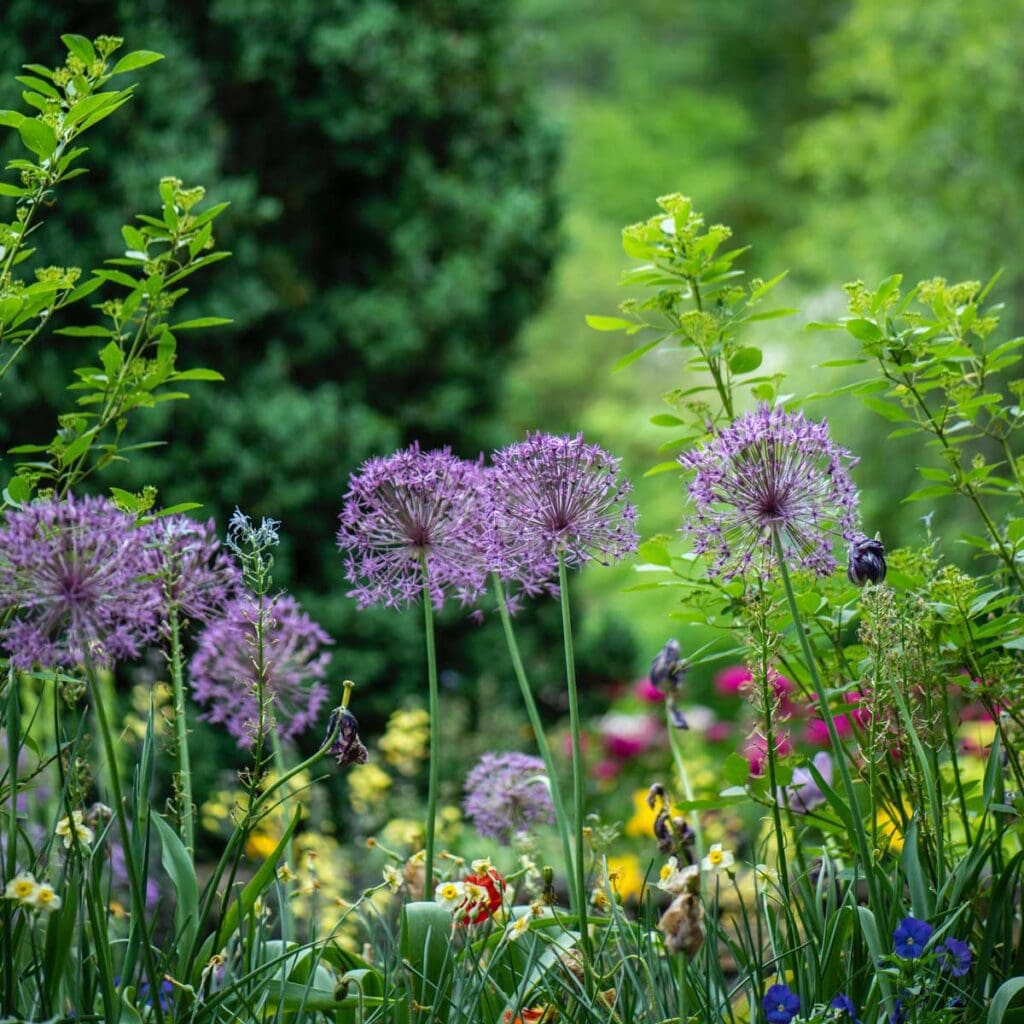 Purple, yellow and pink flowers growing in a garden.
