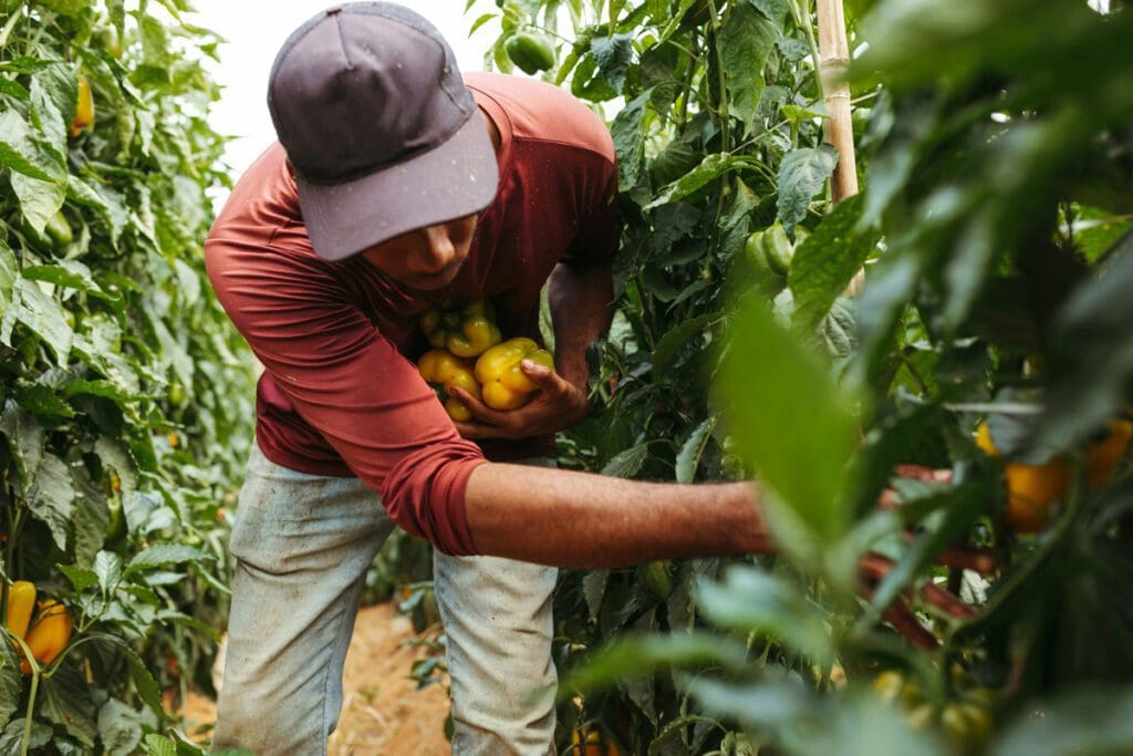 A man picks yellow peppers from the vine.