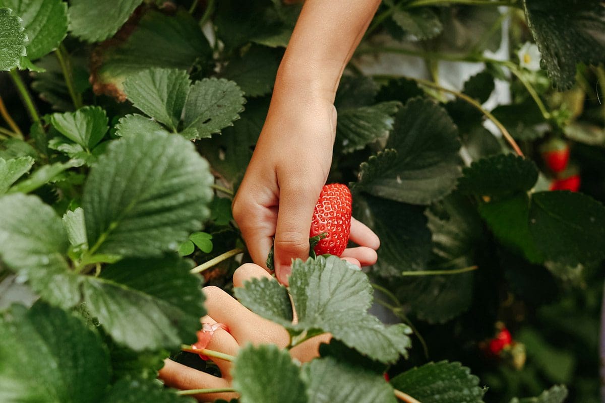 Hands pull a ripe strawberry from the bush.