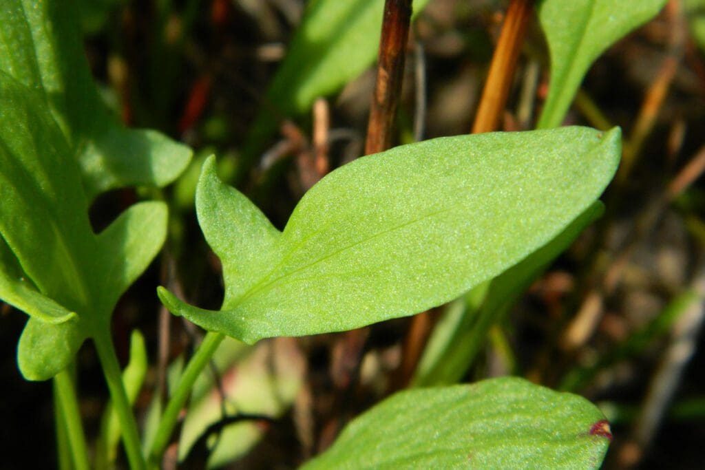 Sorrel leaves on the plant