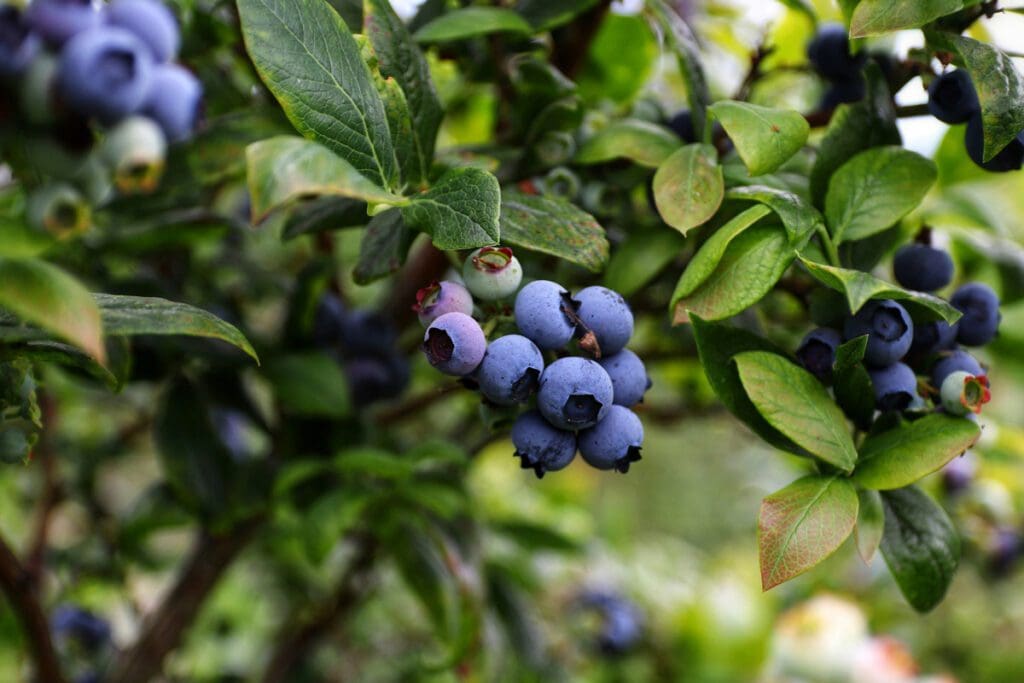 Blueberries on the bush.