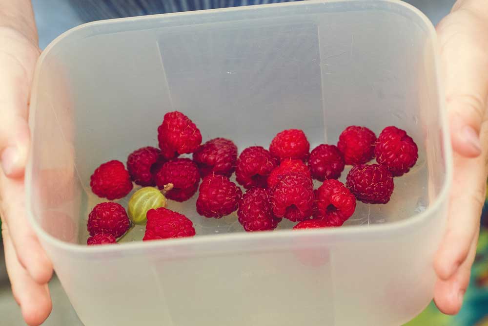 Picking raspberries.