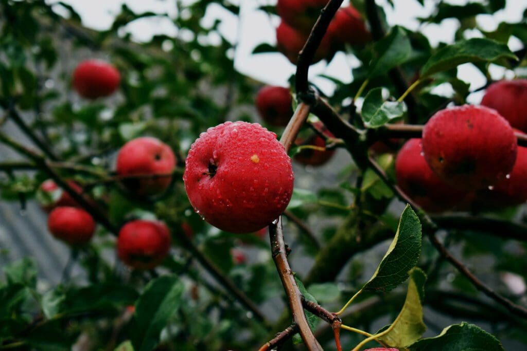 Red fruit growing on a tree.