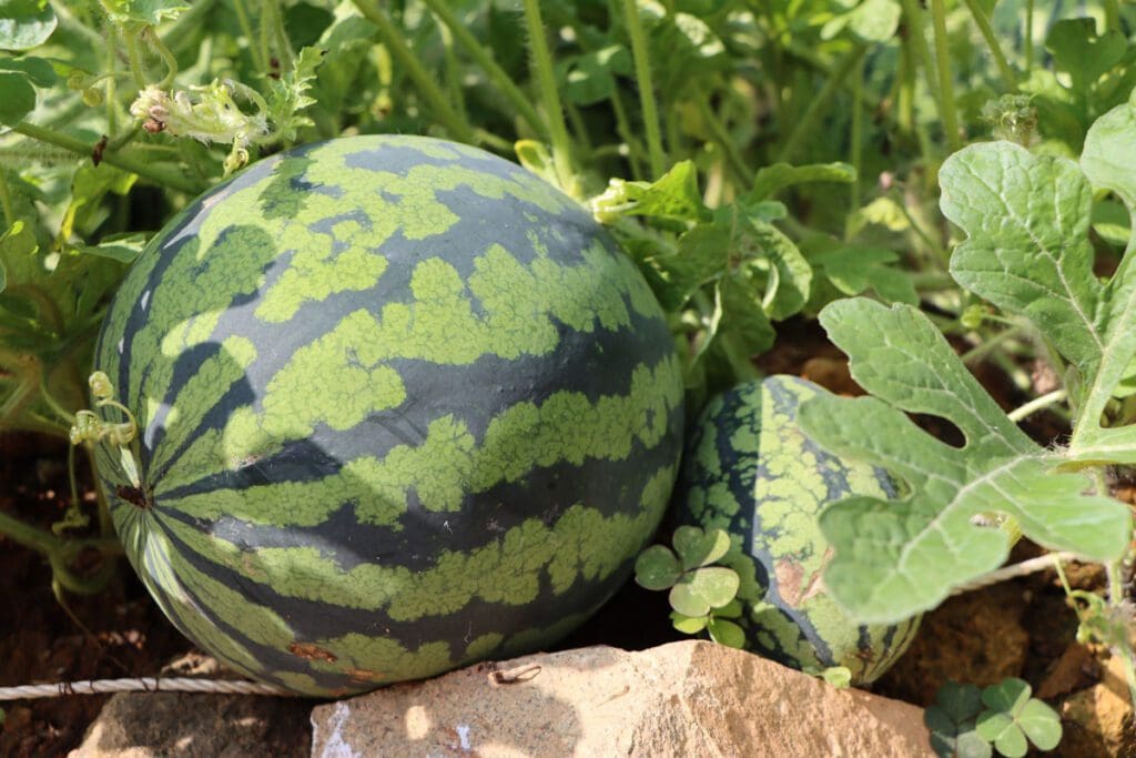 Melons in the sunlight.